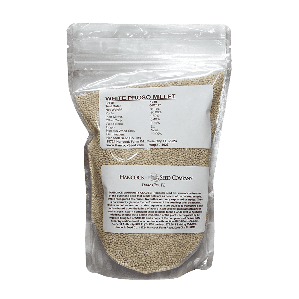 white millet seed planting White Proso Millet Seed