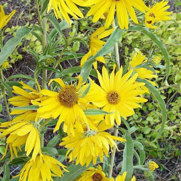 Maximilian Sunflower Seed