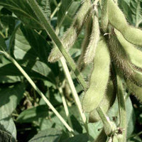 Whistler Winter Pea Seed