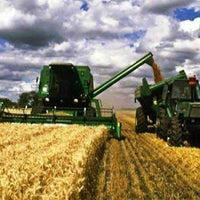 Wrens Abruzzi Grain Rye Seed