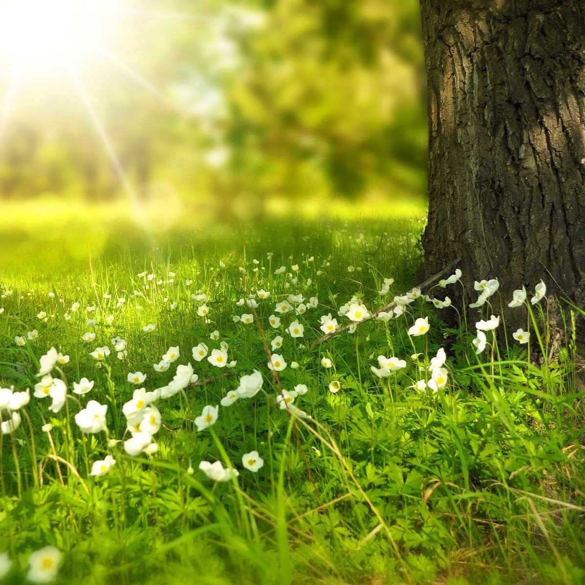Alternative Lawn Wildflower Seed Mix – Hancock Seed