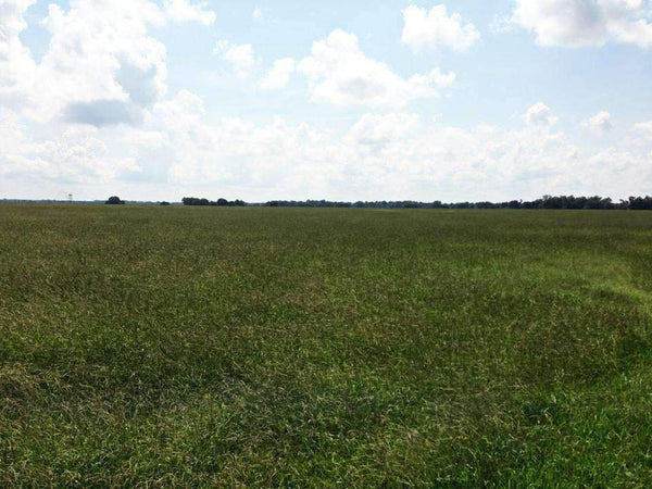 Hancock's Argentine Bahia Grass Seed - Raw