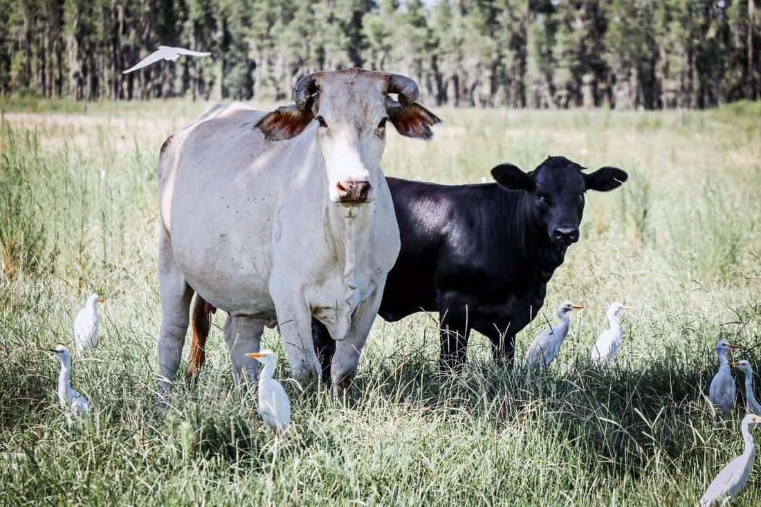 Hancock's Argentine Bahia Fall & Winter Grass Seed Mix