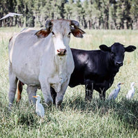 Hancock's Argentine Bahia Fall & Winter Grass Seed Mix