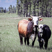 Tifton 9 Bahia Grass Seed - Coated - Uncertified