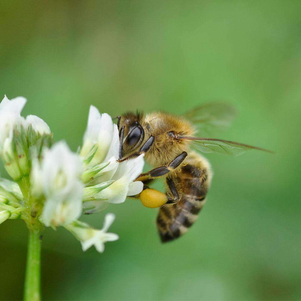 Beauty Queen Bee Feed Wildflower Seed Mix