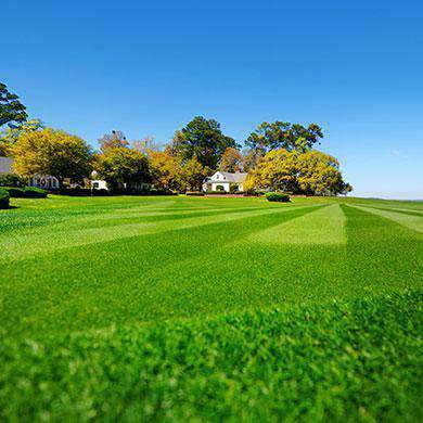Hancock's Common Bermuda Spring & Summer Grass Seed Mix