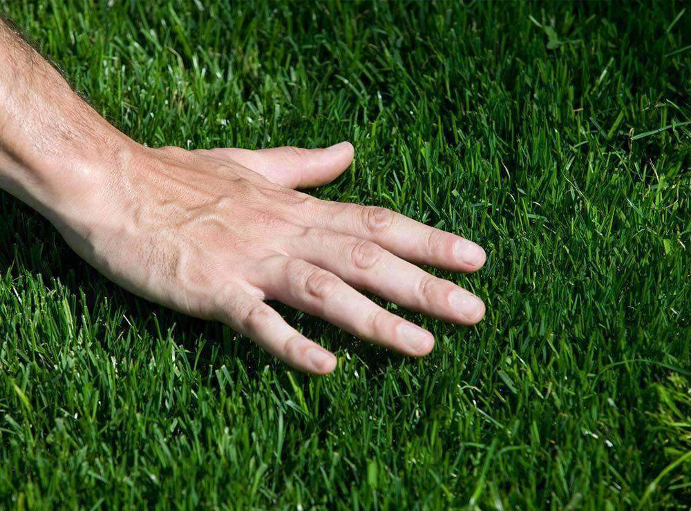 Hancock's Common Bermuda Grass Seed - Coated & Unhulled