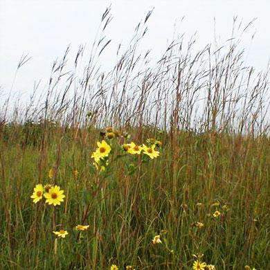 Big Bluestem Native Grass Seed