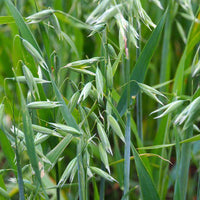 Bob Oat Seed