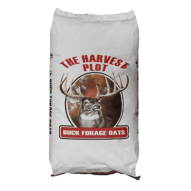 Buck Forage Oat Seed