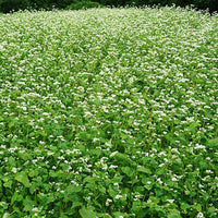 Buckwheat Seed