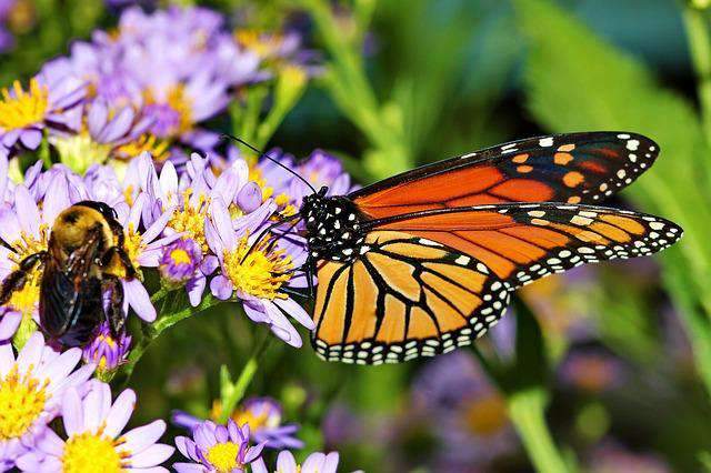 bee and butterfly flower seed mix Tough 12 Wildflower Seed Mix