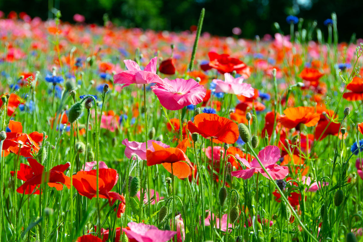 wildflower poppy seeds Poppy Perfection Wildflower Seed Mix