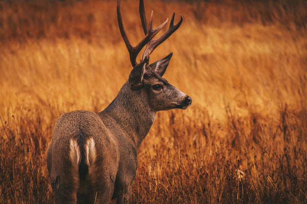 Hancock’s Dixieland Fall Food Plot Seed Mix