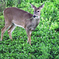 Hancock's Fall & Winter Food Plot Seed Mix