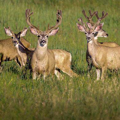 Hancock's Fall & Winter Food Plot Seed Mix