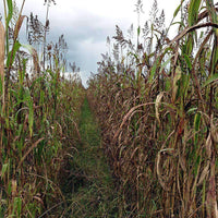 Egyptian Wheat Seed