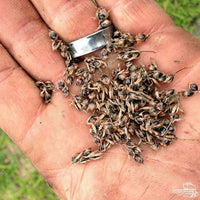 Egyptian Wheat Seed