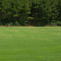 Hancock's Turf Type Tall Fescue Grass Seed