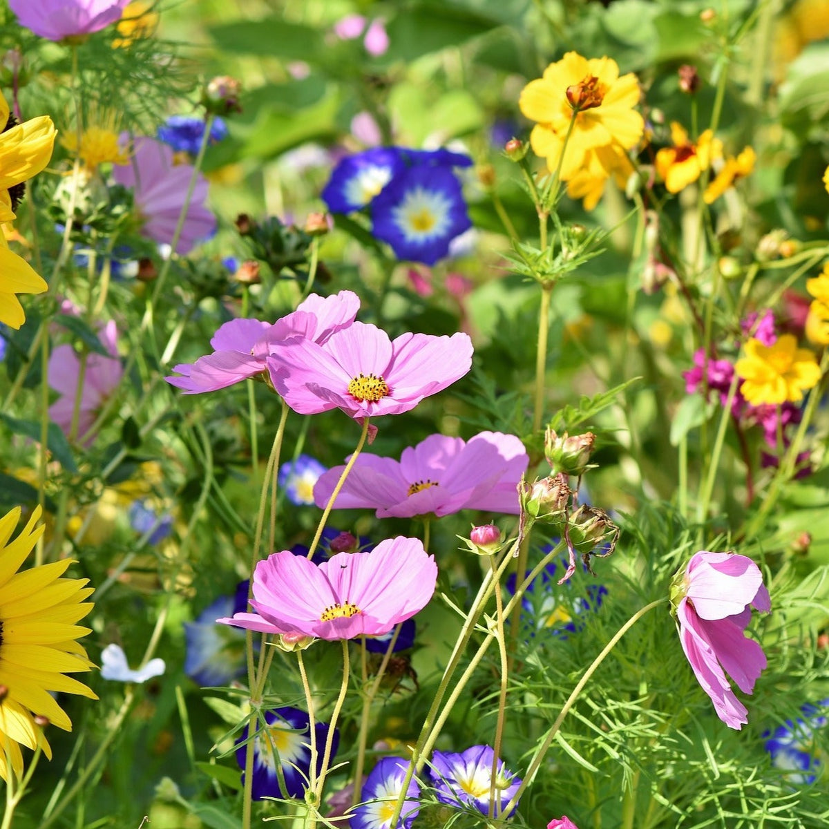 agway wildflower seeds Tough 12 Wildflower Seed Mix – Hancock Seed