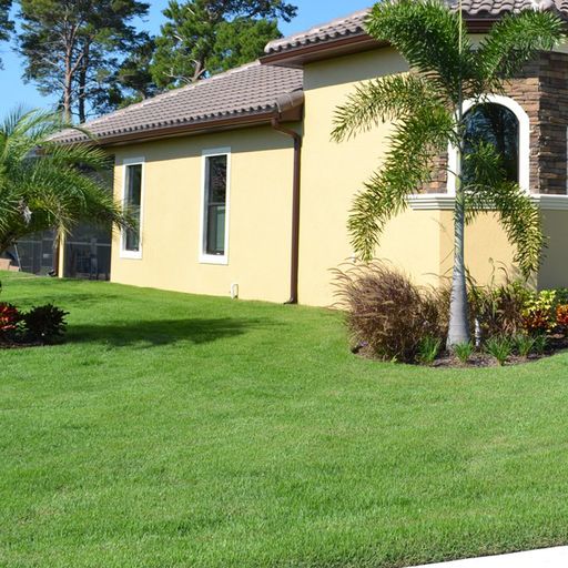 Icon Zoysia Lawn Plugs