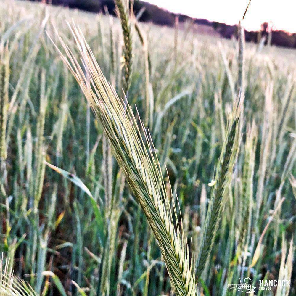 Florida 401 Grain Rye Seed – Hancock Seed