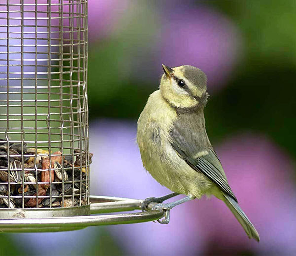 Hancock's Bird Seed