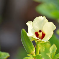 Hancock's Clemson Spineless Okra Seed