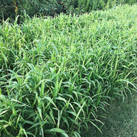 Hancock's Quail Seed Mix