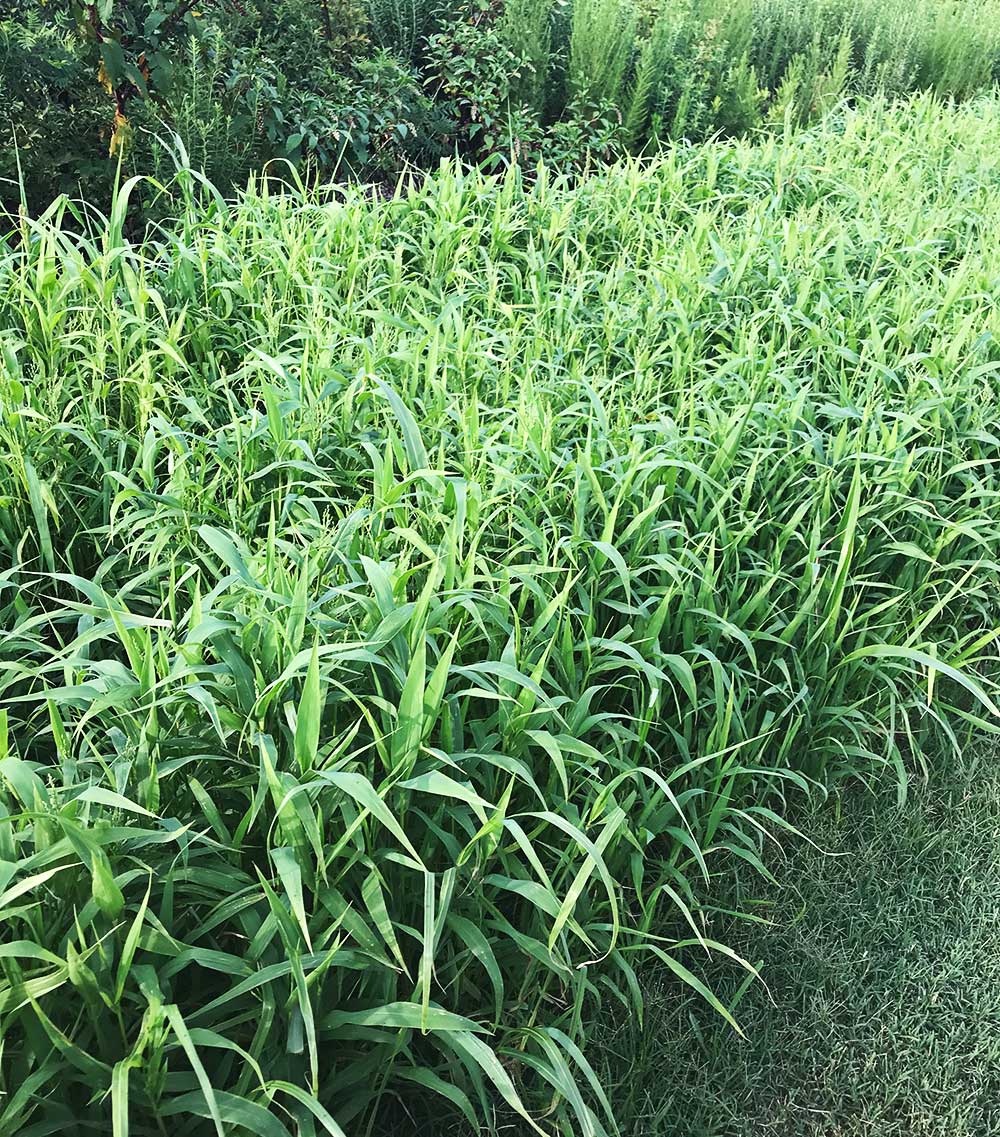 best seed to plant for quail Hancock's Quail Seed Mix