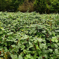 Hancock's Ultimate Spring Food Plot Seed Mix