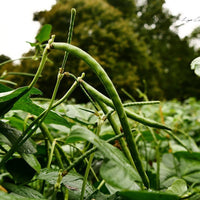 Hancock's Ultimate Spring Food Plot Seed Mix