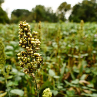 Hancock's Ultimate Spring Food Plot Seed Mix