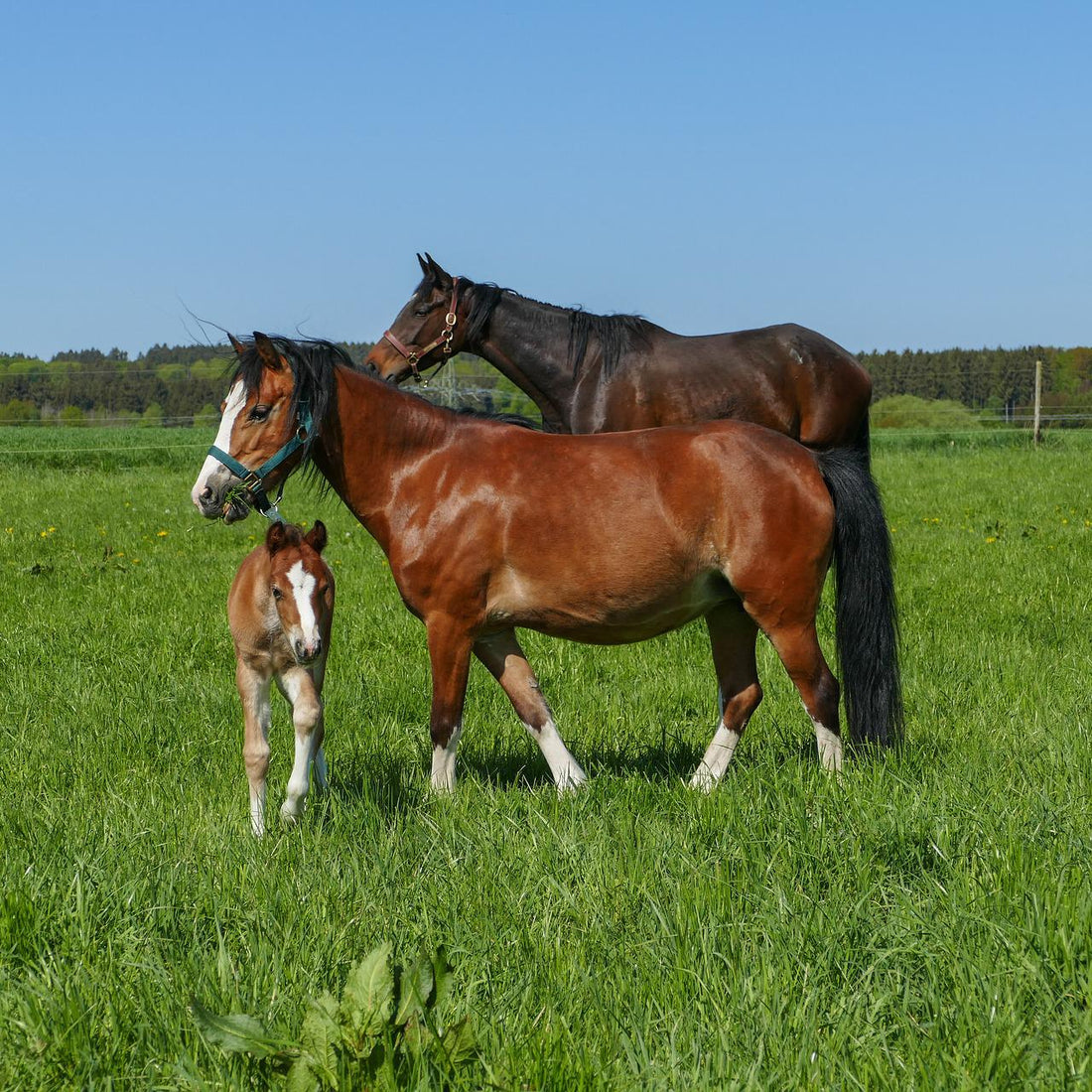Horse Pasture Grass Seed Mix - Cool Climate