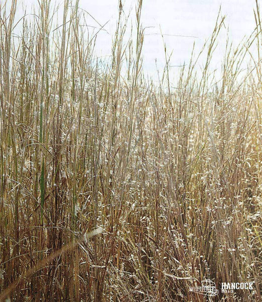 Indiangrass Native Grass Seed