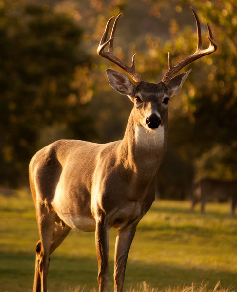 Hancock’s Buckshot Fall Food Plot Seed Mix