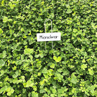 Hancock's Microclover® Seed