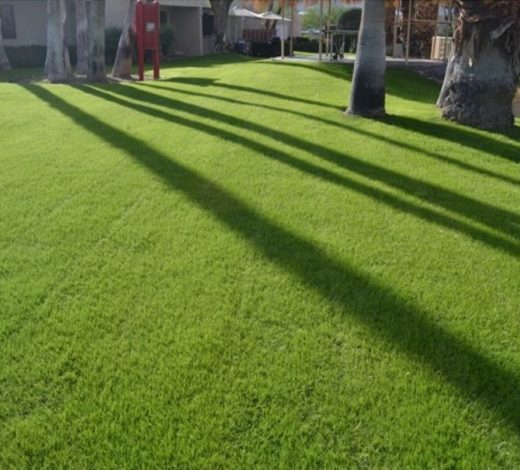 NuSprint 'Turf Type' Annual Ryegrass Seed