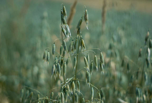 Naked Oats Seed