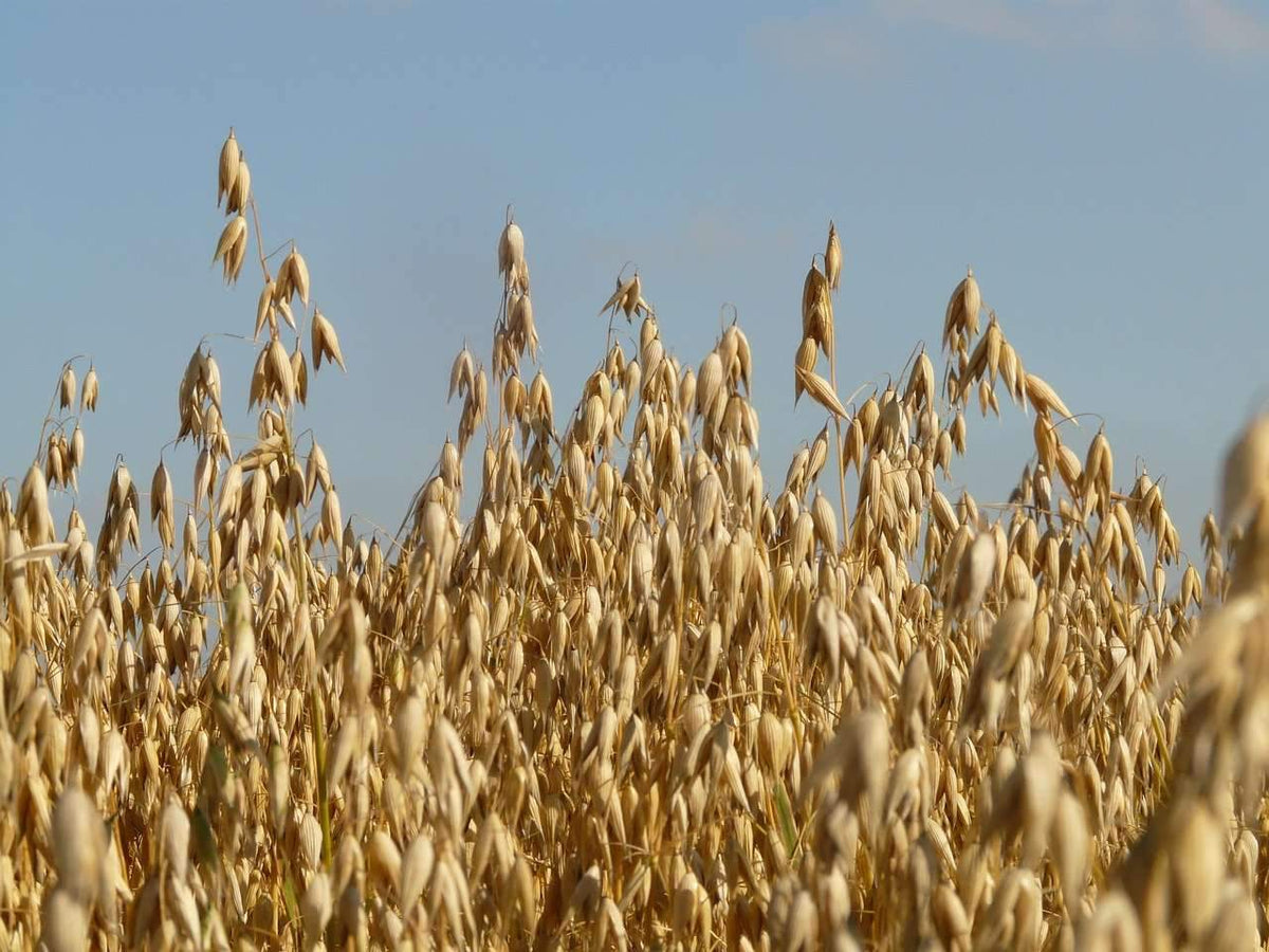 oats plant seed Florida 501 Oat Seed – Hancock Seed