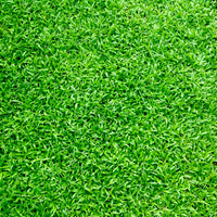 Carpetgrass Seed - Coated