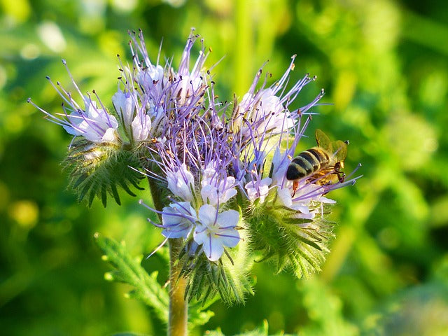 honey bee flower seed mix Hancock's Bee Seed Mix – Hancock Seed