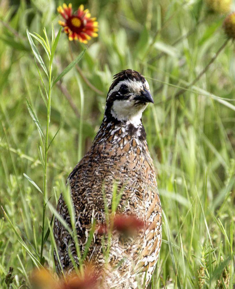 Hancock's Quail Seed Mix