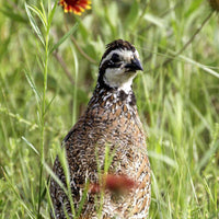 Hancock's Quail Seed Mix