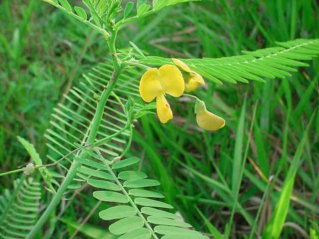 sera seed plant Sesbania Seed