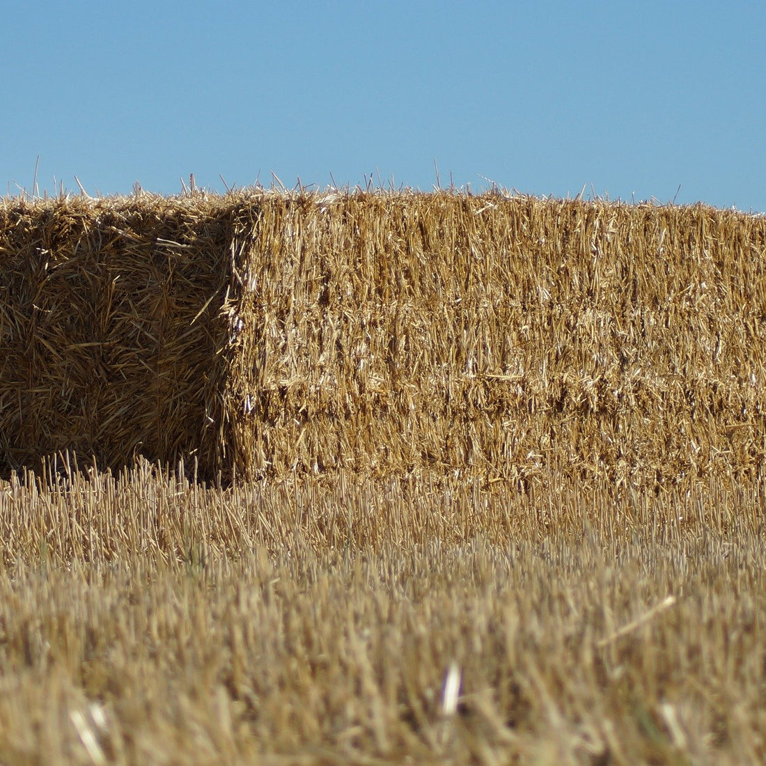 Square Bale Straw Rye