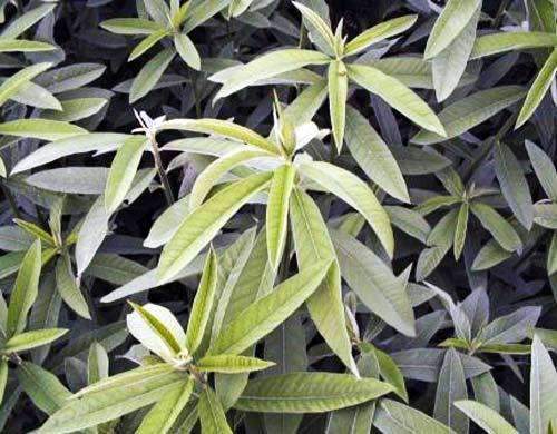 Hancock's Sunn Hemp Seed