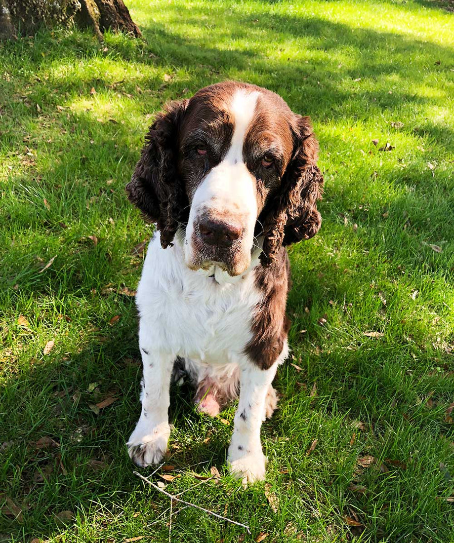 Hancock's Turf Type Tall Fescue Grass Seed