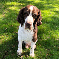 Hancock's Turf Type Tall Fescue Grass Seed
